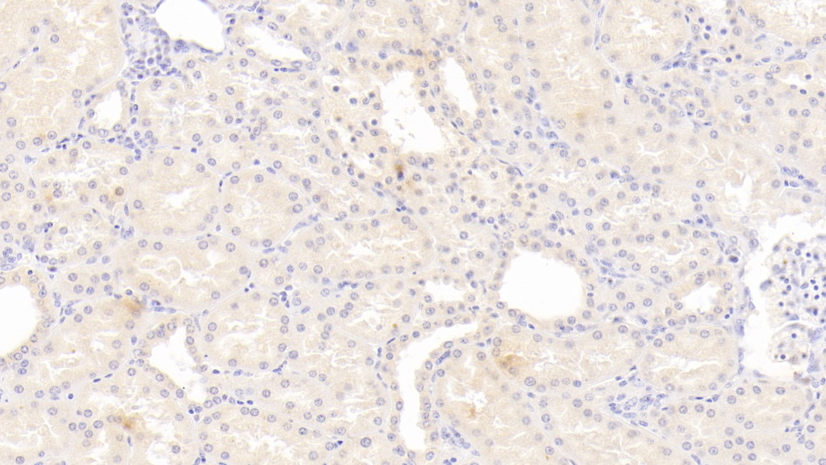 24602