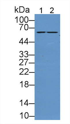 11924