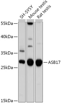 Валидация Elabscience E-AB-91921