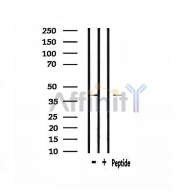 Валидация Affinity AF9088 - 4855