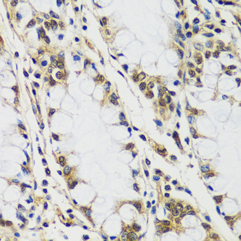 Валидация Elabscience E-AB-64459