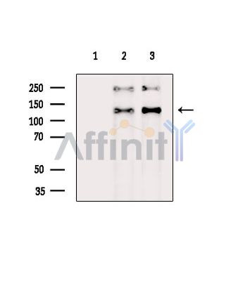 Валидация Affinity DF15410 - 11731