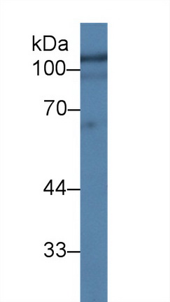 10117