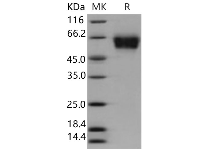 Валидация Elabscience PKSH030986(1800)