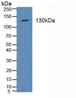 5208