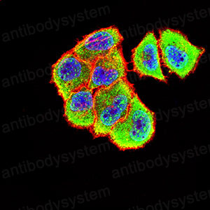 Валидация IF - AntibodySystem RHC82901