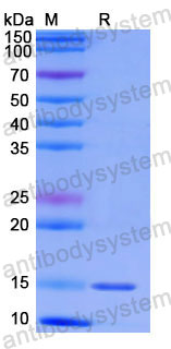 Валидация SDS-PAGE - AntibodySystem RHG17601