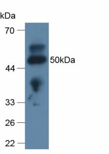 4243