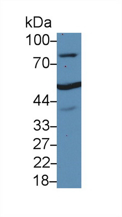 13838