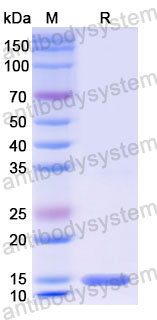 Валидация SDS-PAGE - AntibodySystem RHC33703