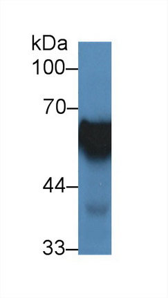 12924