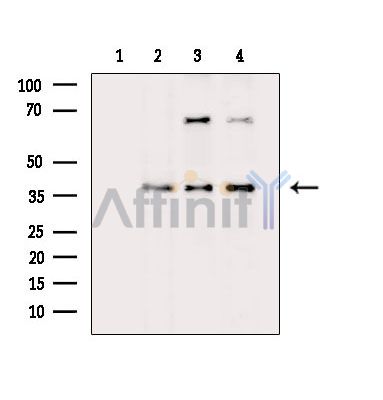 Валидация Affinity DF15717 - 12185