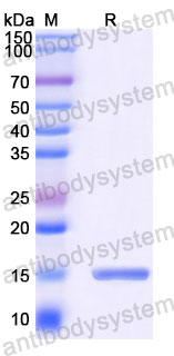 Валидация SDS-PAGE - AntibodySystem RHE84603