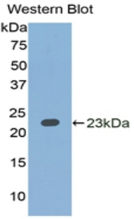 38800