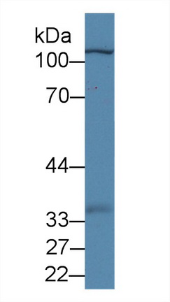 14482