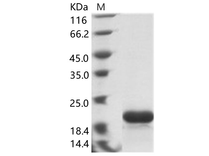 Валидация Elabscience PKSV030159(5936)