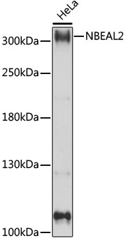 Валидация Elabscience E-AB-91287