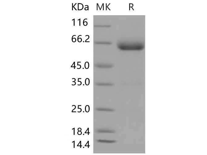 Валидация Elabscience PKSM040481(4476)