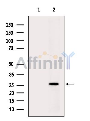 Валидация Affinity DF15663 - 12109