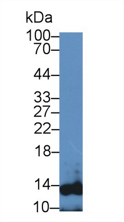 12908
