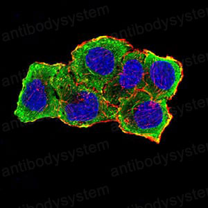 Валидация IF - AntibodySystem RHA36105