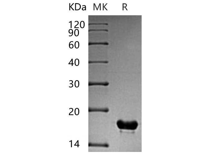 Валидация Elabscience PKSH032954(3346)