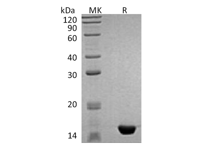 Валидация Elabscience PKSH033588(3881)