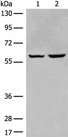 Валидация Elabscience E-AB-19794