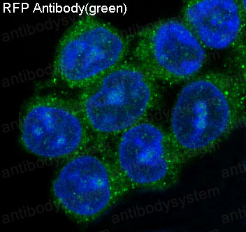 Валидация IF - AntibodySystem RXX54701