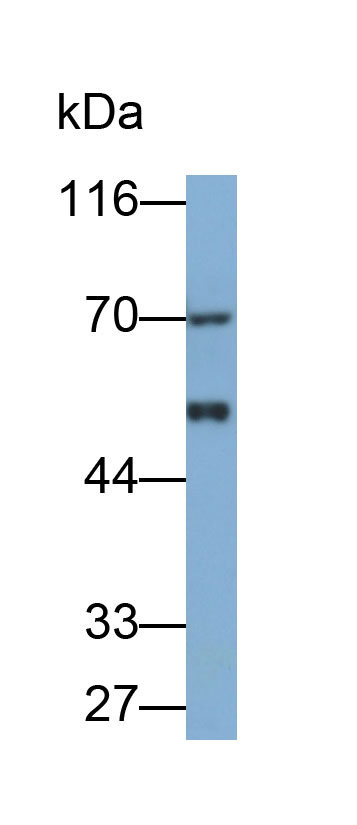 32036