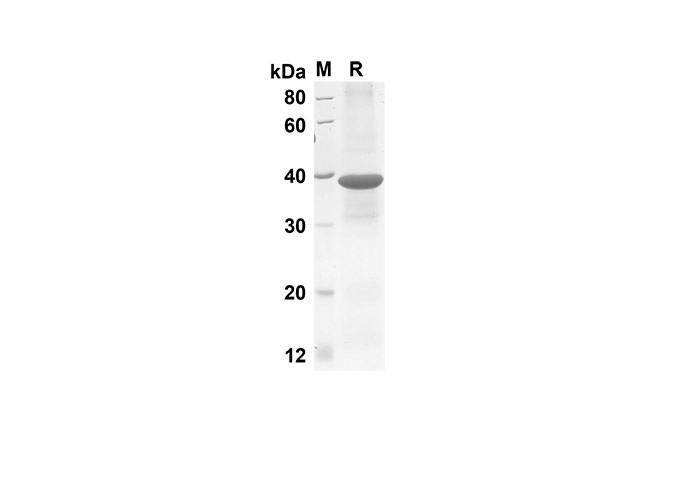 Валидация Elabscience PDEM100135(488)