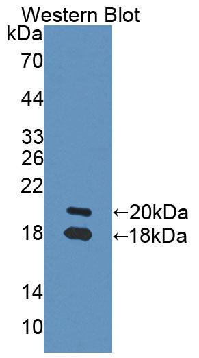 50152
