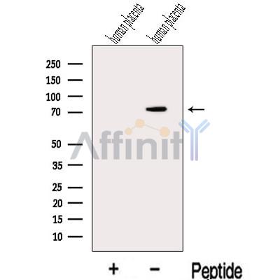 Валидация Affinity DF13136 - 8070