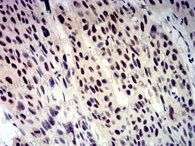 Валидация AntibodySystem RHN96801