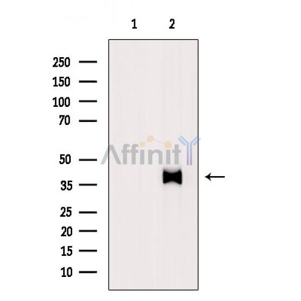 Валидация Affinity AF6569 - 3876