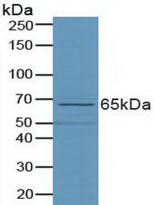 5032