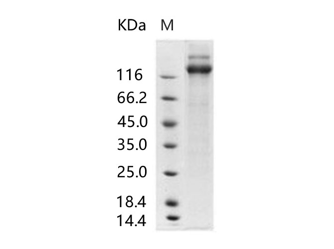 Валидация Elabscience PKSV030206(5983)