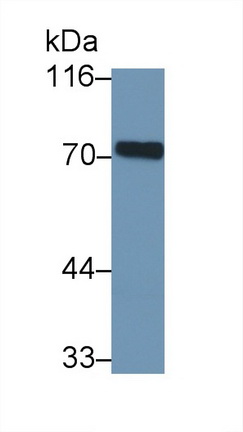 41492
