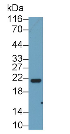 12466