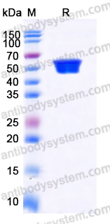 EHD74902, SDS-PAGE