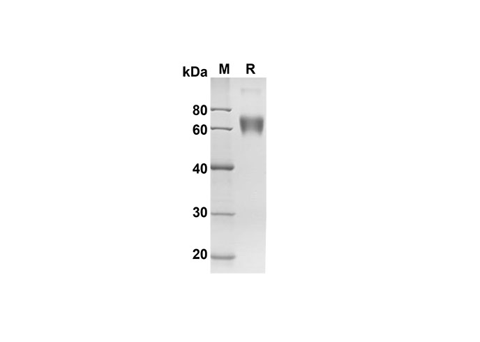 Валидация Elabscience PDMH100226(852)