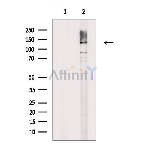 Валидация Affinity DF2567 - 13238