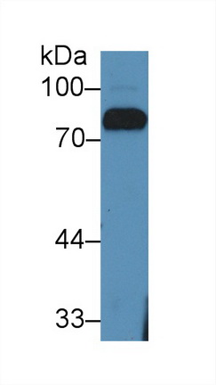 12071