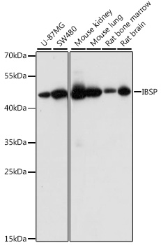 Валидация Elabscience E-AB-66728