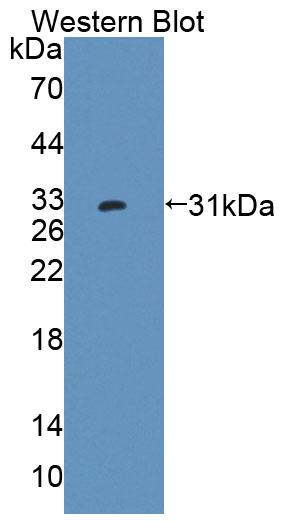 57949