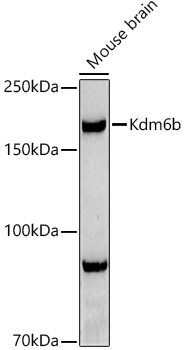 Валидация Elabscience E-AB-93093