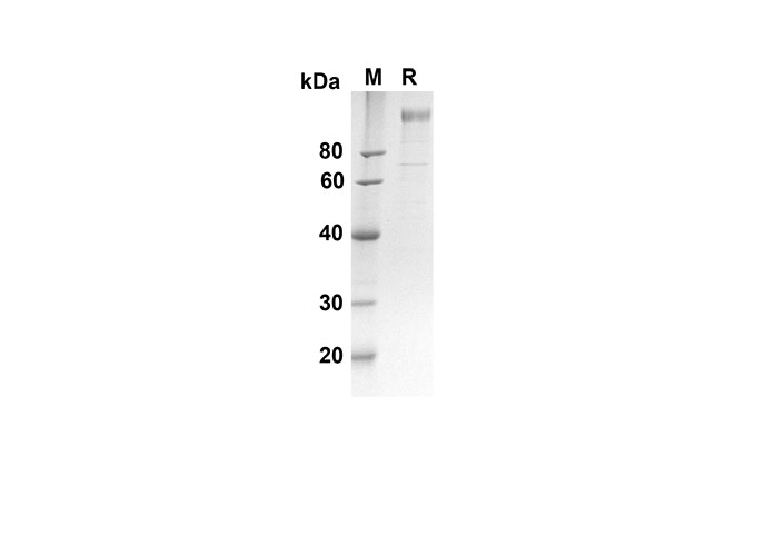 Валидация Elabscience PDMM100085(1055)