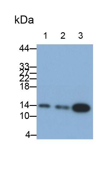 14176