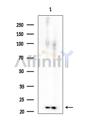 Валидация Affinity AF5250 - 2752