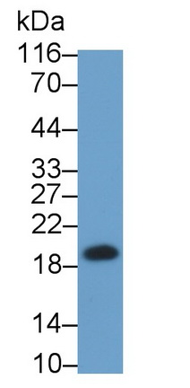 49892